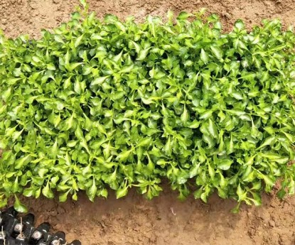 五色草(穴盤苗)